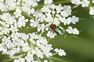 Juli Drucke: Marco ist ein Insektenbild.