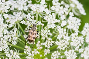 Germany Wildlife Fauna Drucke: Marco image of an insect