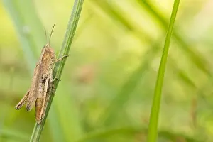 European Grasshopper Species Drucke: Marco image of an insect