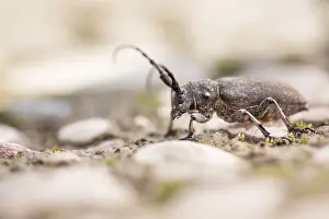 Asian Wildlife Images Drucke: Marco image of an insect