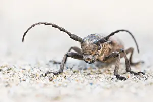 Russian Wildlife Drucke: Marco image of an insect