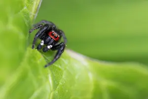 Bilder Datiert 30. Mai 2015: Marco ist ein Bild eines Insekts.