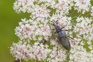 Nature Fauna Images Drucke: Marco image of an insect