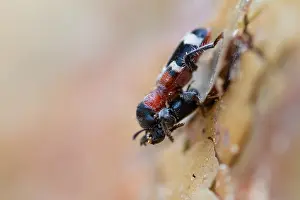 Marco-Bild eines Insekts.