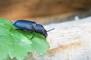Marco ist ein Bild eines Insekts.