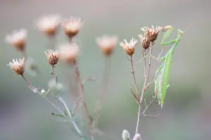 Marco ist ein Bild eines Insekts.
