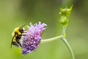 Bilder Datiert 3. August 2019: Marco ist ein Bild eines Insekts.
