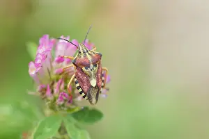 Sloe Bug Drucke: Marco image of an insect