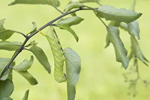 Lepidoptera Species Drucke: Marco image of an insect