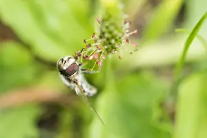 Bilder Datiert 19. August 2019: Marco ist ein Bild eines Insekts.