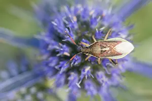 Slovenian Wildlife Images Drucke: Marco image of an insect