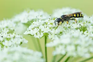 Bilder Datiert 1. August 2019: Marco ist ein Bild eines Insekts.