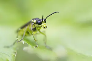 Outdoor Wildlife Photography Drucke: Marco image of an insect