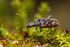 German Fauna And Flora Images Drucke: Marco image of an insect