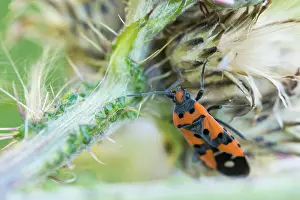 August Drucke: Marco ist ein Bild eines Insekts.