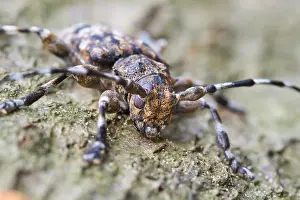 Outdoor Wildlife Photography Drucke: Marco image of an insect