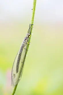 Insect Metamorphosis Process Drucke: Marco image of an insect