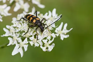 Germany Wildlife Fauna Drucke: Marco image of an insect