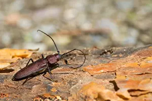 Germany Wildlife Fauna Drucke: Marco image of an insect