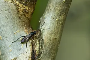 Bilder Datiert 25. August 2019: Marco ist ein Insektengesicht.