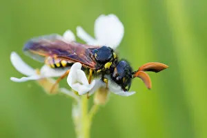 Marco-Bild eines Insekts