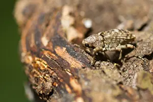 Germany Wildlife Fauna Drucke: Marco image of an insect