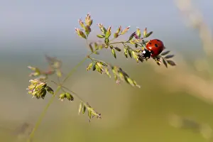 Bilder vom 6. Juni 2013: Marco ist ein Insekt.