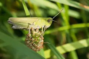 European Grasshopper Species Drucke: Marco image of an insect