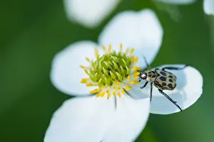 Asian Nature Photography Drucke: Marco image of an insect