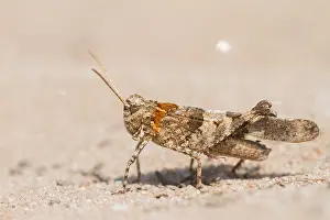 European Grasshopper Species Drucke: Marco image of an insect
