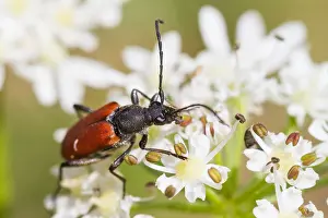 Marco ist ein Insektengemälde.
