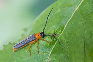 Marco ist ein Bild eines Insekts.