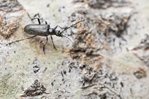 Insect Metamorphosis Process Drucke: Marco image of an insect