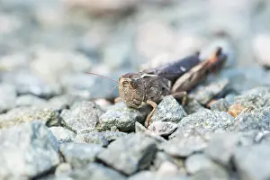 European Grasshopper Species Drucke: Marco image of an insect