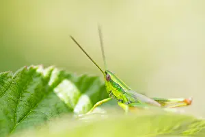 Bilder vom 18. Juli 2018: Marco ist ein Insektbild.