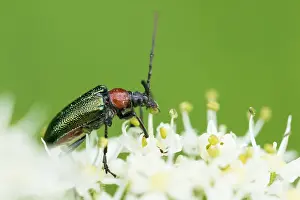 Bilder Datiert 3. August 2019: Marco ist ein Bild eines Insekts.