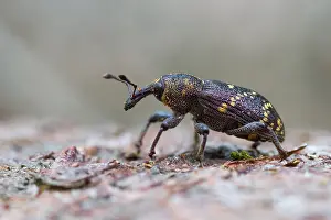 Marco ist ein Bild eines Insekts.