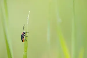 Gaurotes Virginea Drucke: Marco image of an insect