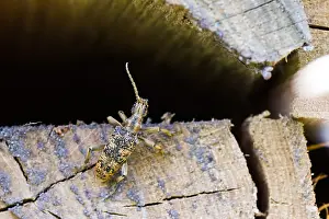 Germany Wildlife Fauna Drucke: Marco image of an insect