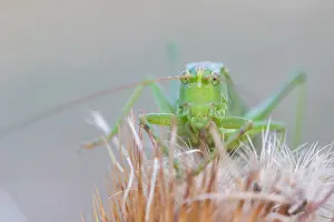 Tettigonia Viridissima Drucke: Marco image of an insect