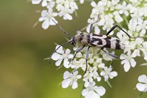 Outdoor Wildlife Photography Drucke: Marco image of an insect