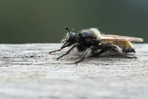 Bilder Datiert 19. August 2019: Marco ist ein Insekt.