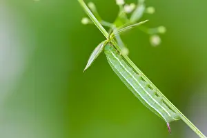 Marco ist ein Insekt.
