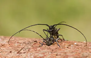 Germany Wildlife Fauna Drucke: Marco image of an insect