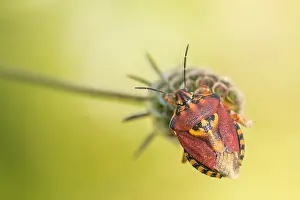 Marco-Bild eines Insekts.