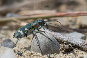 Outdoor Wildlife Photography Tips Drucke: Marco image of an insect