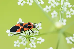 Bilder Datiert 17. August 2019: Marco ist ein Insektenbild.