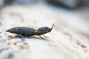 Marco ist ein Bild eines Insekts.