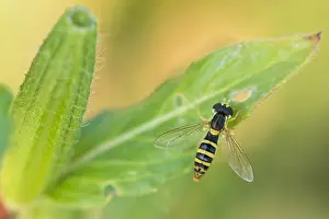 Wildlife Insects Drucke: Marco image of an insect
