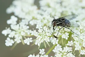 Marco image of an insect